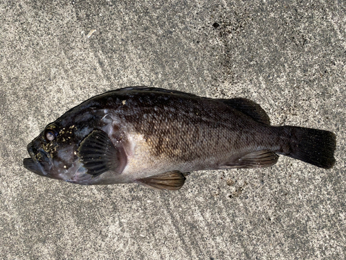 クロソイの釣果