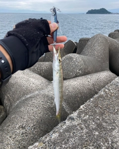 カマスの釣果