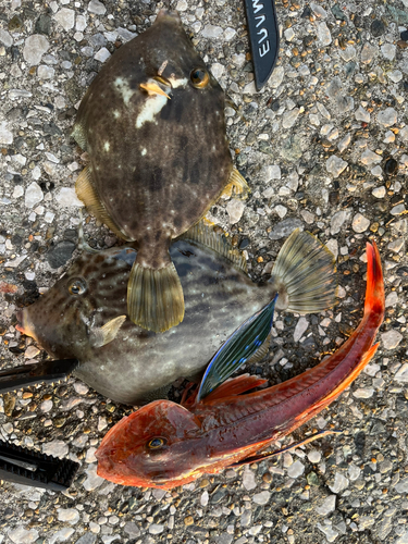 カワハギの釣果