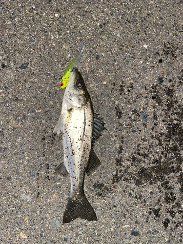 シーバスの釣果