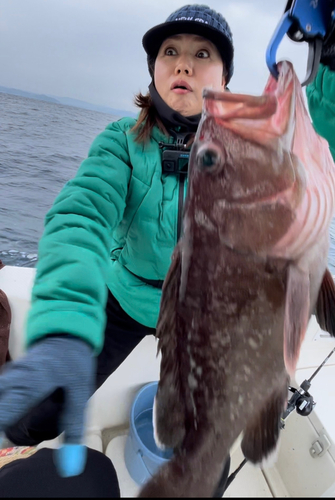 マハタの釣果