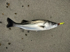 マルスズキの釣果