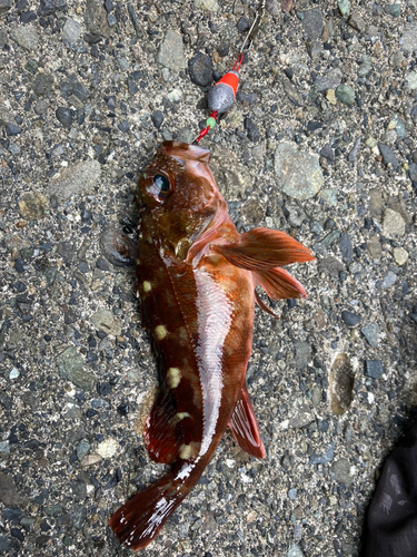 カサゴの釣果