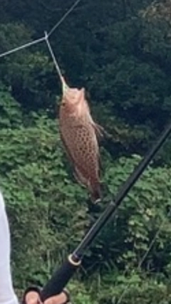 オオモンハタの釣果