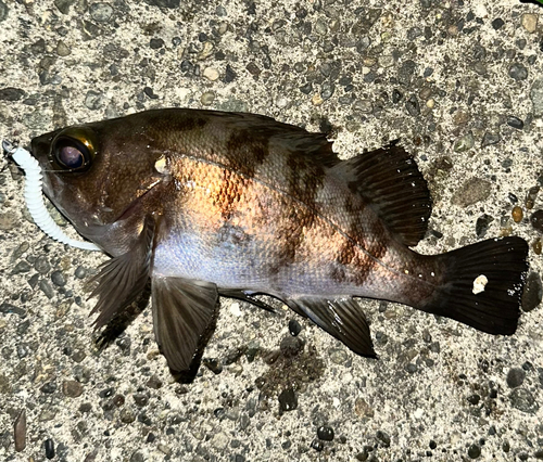 メバルの釣果