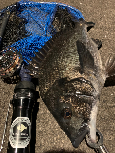 クロダイの釣果