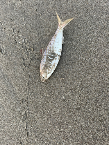 コノシロの釣果