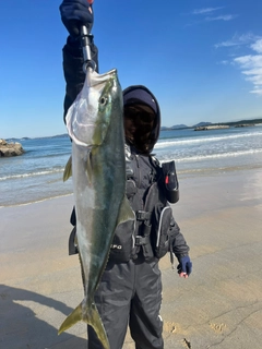 ブリの釣果