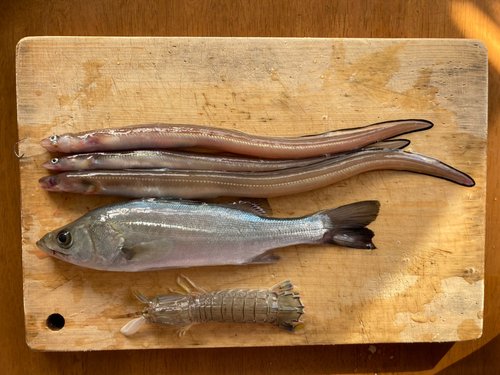 アナゴの釣果