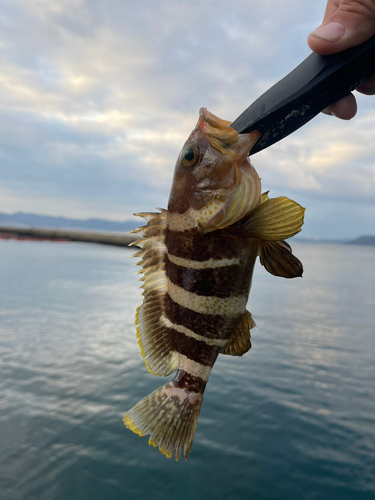 アオハタの釣果