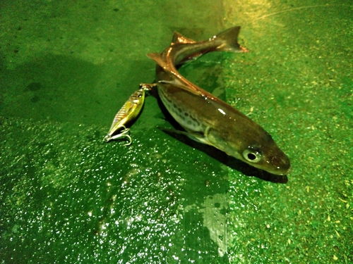 スケトウダラの釣果