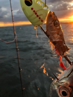 タチウオの釣果