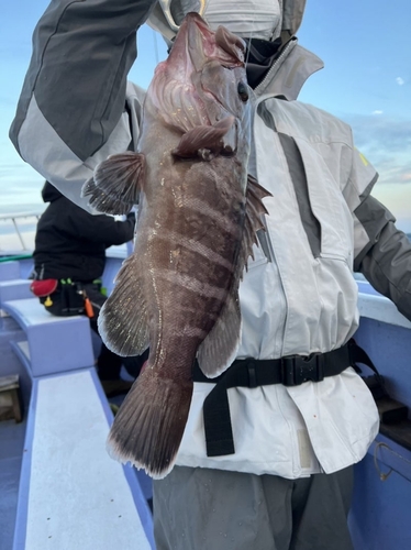 マハタの釣果