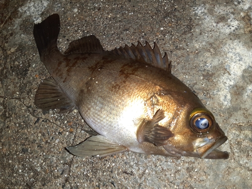 メバルの釣果