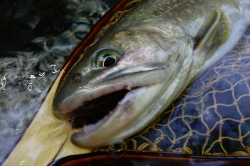 ニッコウイワナの釣果