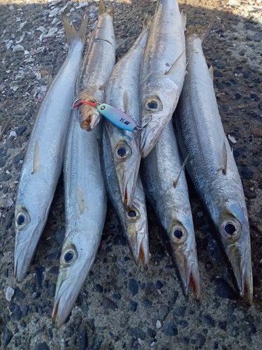 アカカマスの釣果