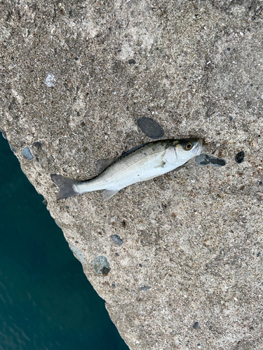 セイゴ（マルスズキ）の釣果