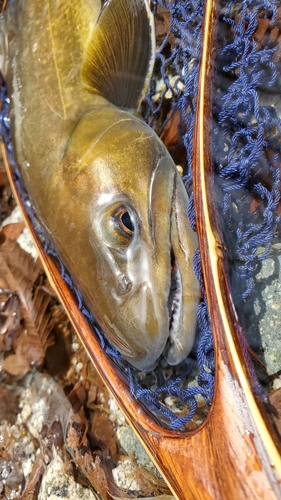 ニッコウイワナの釣果