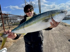 ブリの釣果