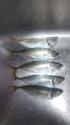 アジの釣果