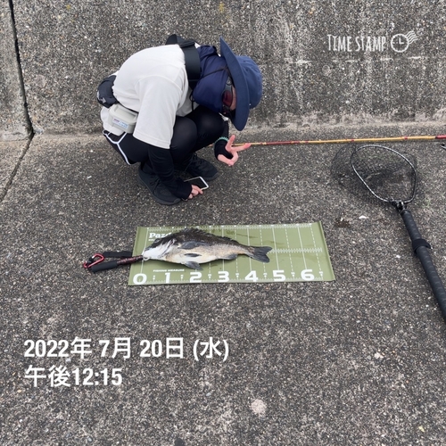 クロダイの釣果