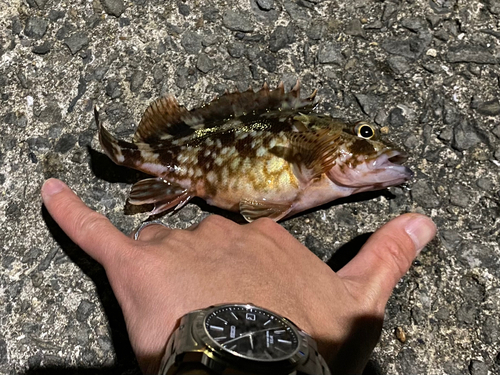 カサゴの釣果