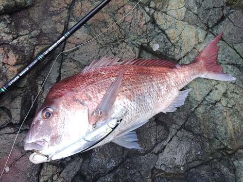 マダイの釣果