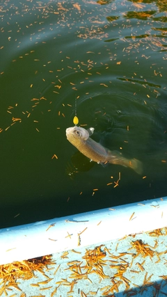 レインボートラウトの釣果