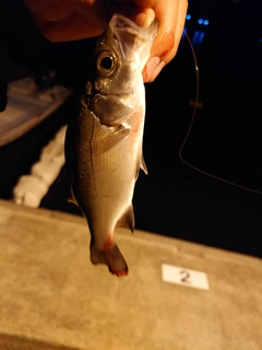 セイゴ（マルスズキ）の釣果