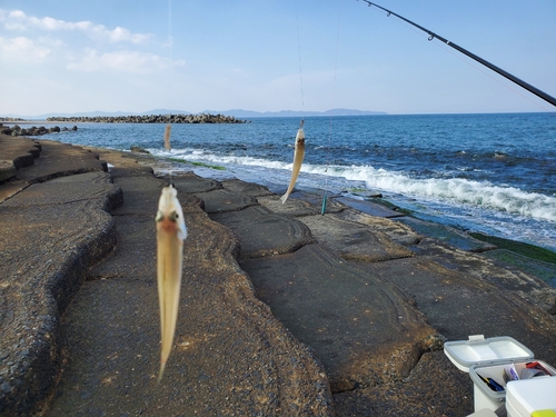 キスの釣果