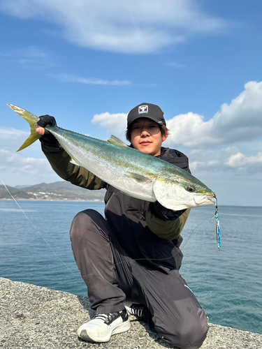 ハマチの釣果