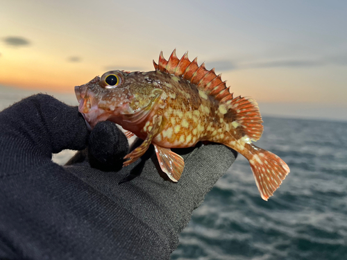 ガシラの釣果