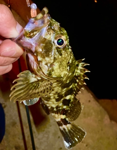 カサゴの釣果