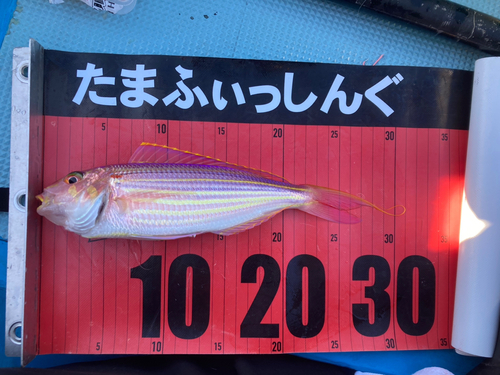 イトヨリダイの釣果