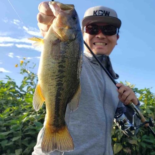 ブラックバスの釣果