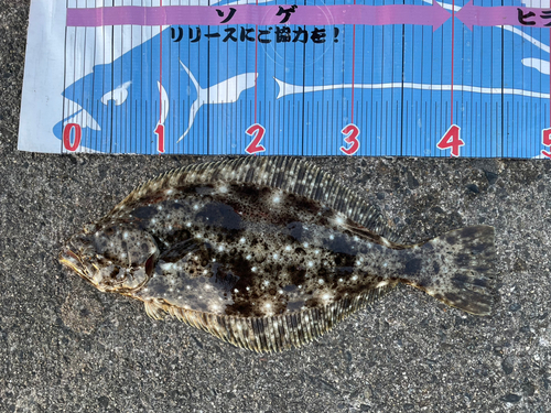 ヒラメの釣果