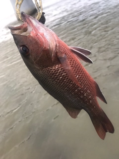 マングローブジャックの釣果