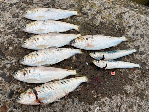 コノシロの釣果