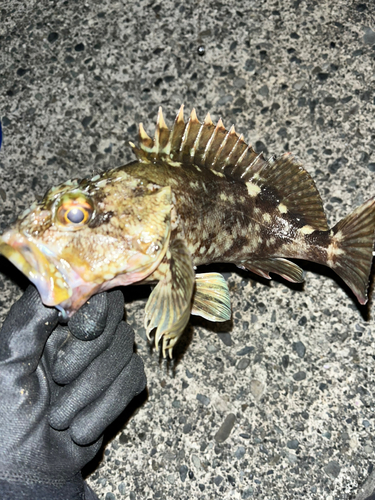 カサゴの釣果