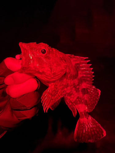 カサゴの釣果