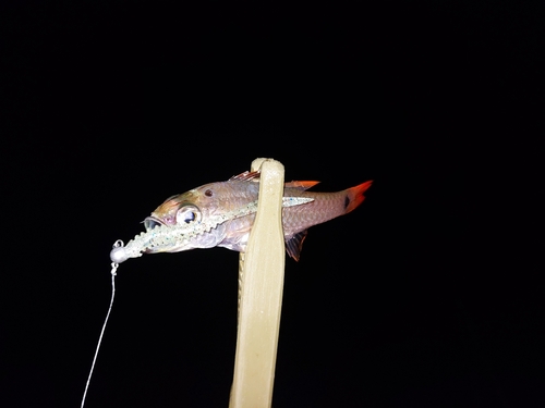 ネンブツダイの釣果