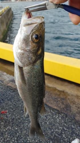 セイゴ（ヒラスズキ）の釣果