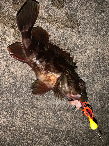 カサゴの釣果