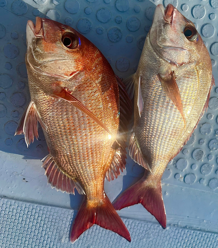 マダイの釣果