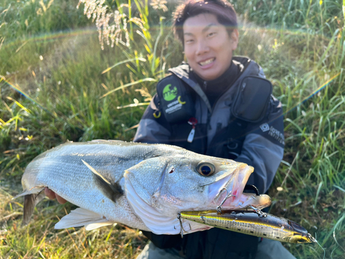 スズキの釣果