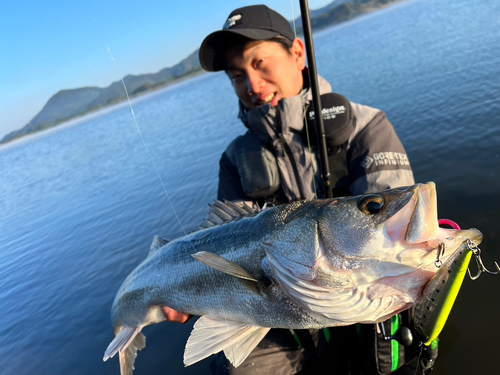 スズキの釣果