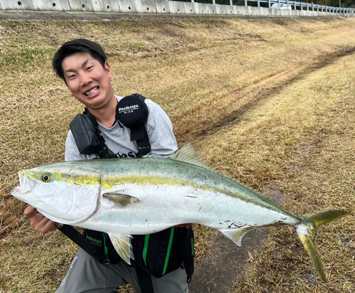 ブリの釣果