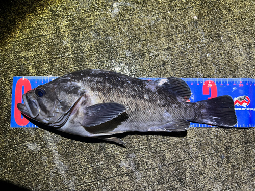 クロソイの釣果