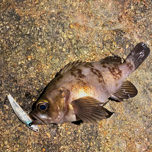 メバルの釣果