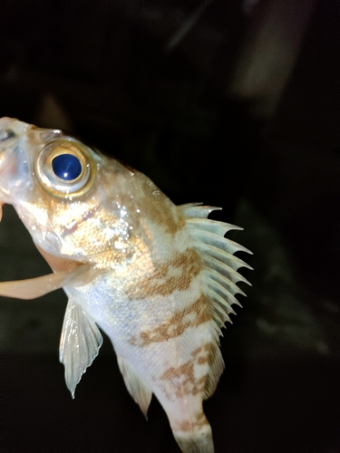 タケノコメバルの釣果